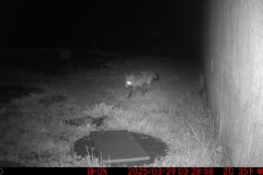 Der Fuchs kommt
