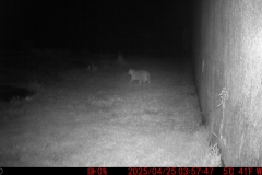 Katze zu besuch.