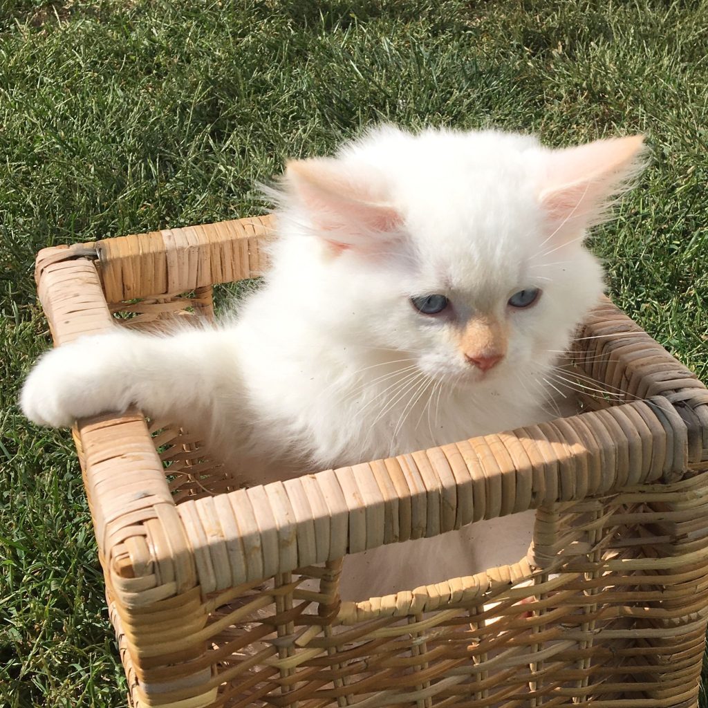Ragdoll Kitten geboren April 2022 zu verkaufen