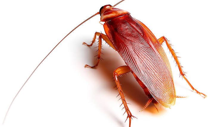 Die Amerikanische Großschabe (Periplaneta americana). Dieses Tier wird bis zu 5 cm groß und plagt dich aktuell unter der Spüle in Santa Pola.