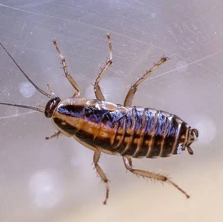 Die Deutsche Schabe (Blattella germanica). Sie ist mit maximal 1,5 cm deutlich kleiner, heller gefärbt und hat die charakteristischen zwei dunklen Längsstreifen am Halsschild.